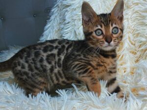 Bengal