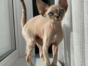 Devon Rex
