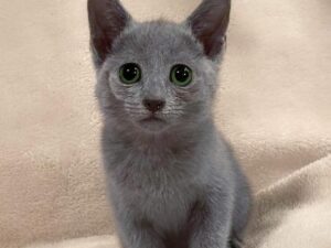 Russian Blue